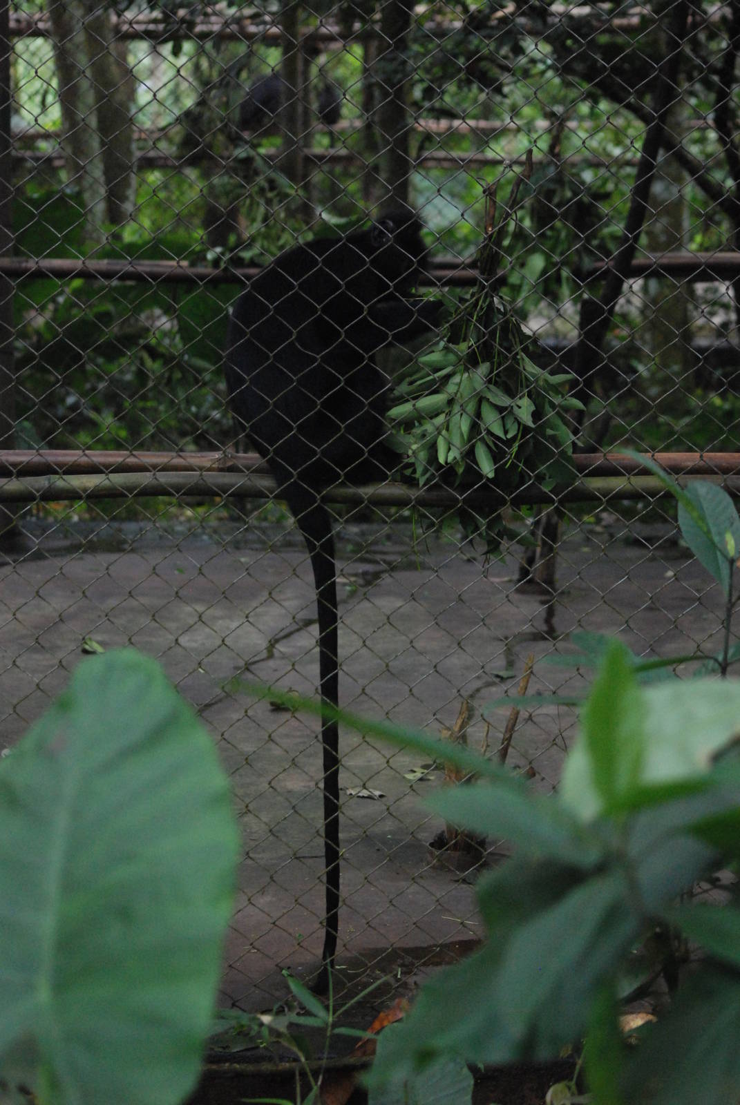 Indochinese Black Langur at EPRC Cuc Phuong, 10/03/12