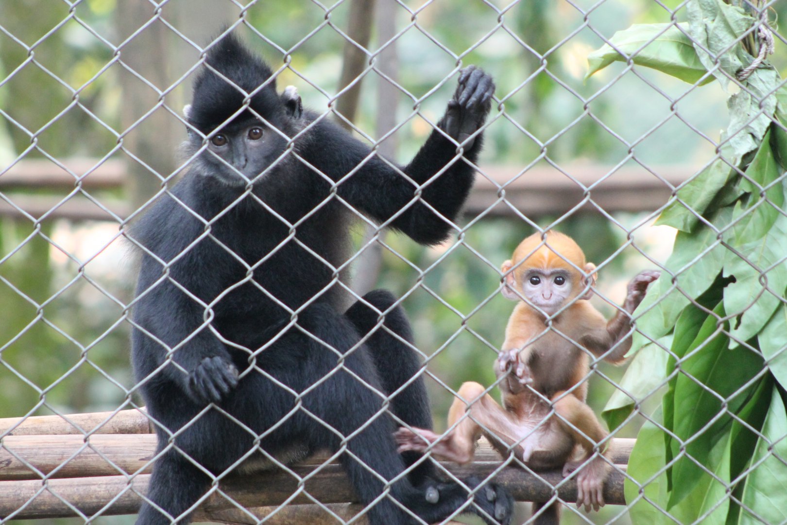 Indochinese Black Langur ('Trachypithecus ebenus') with baby