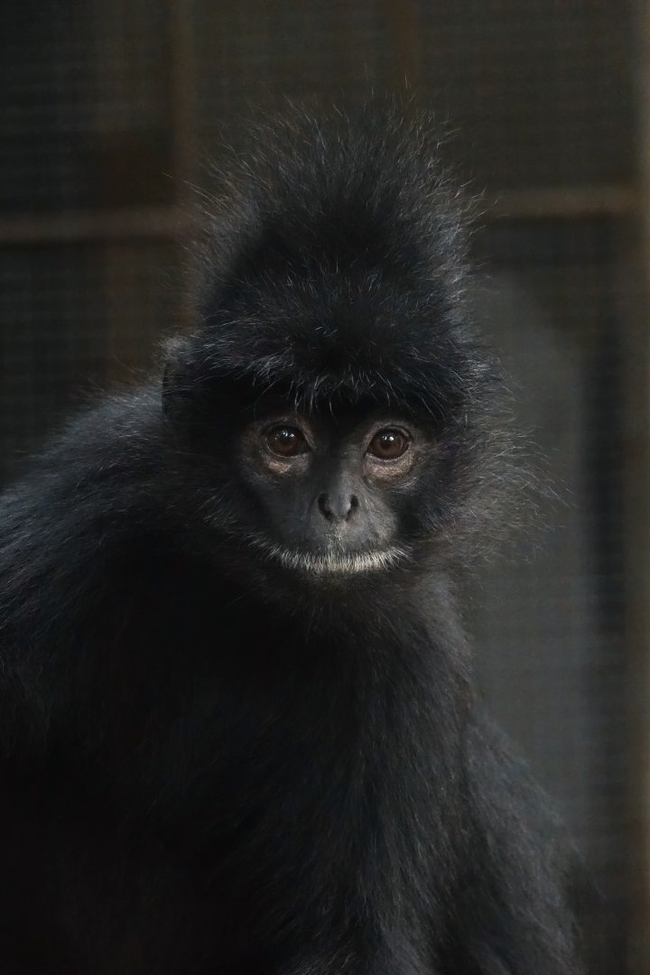 Indochinese black langur  ('Trachypithecus ebenus')