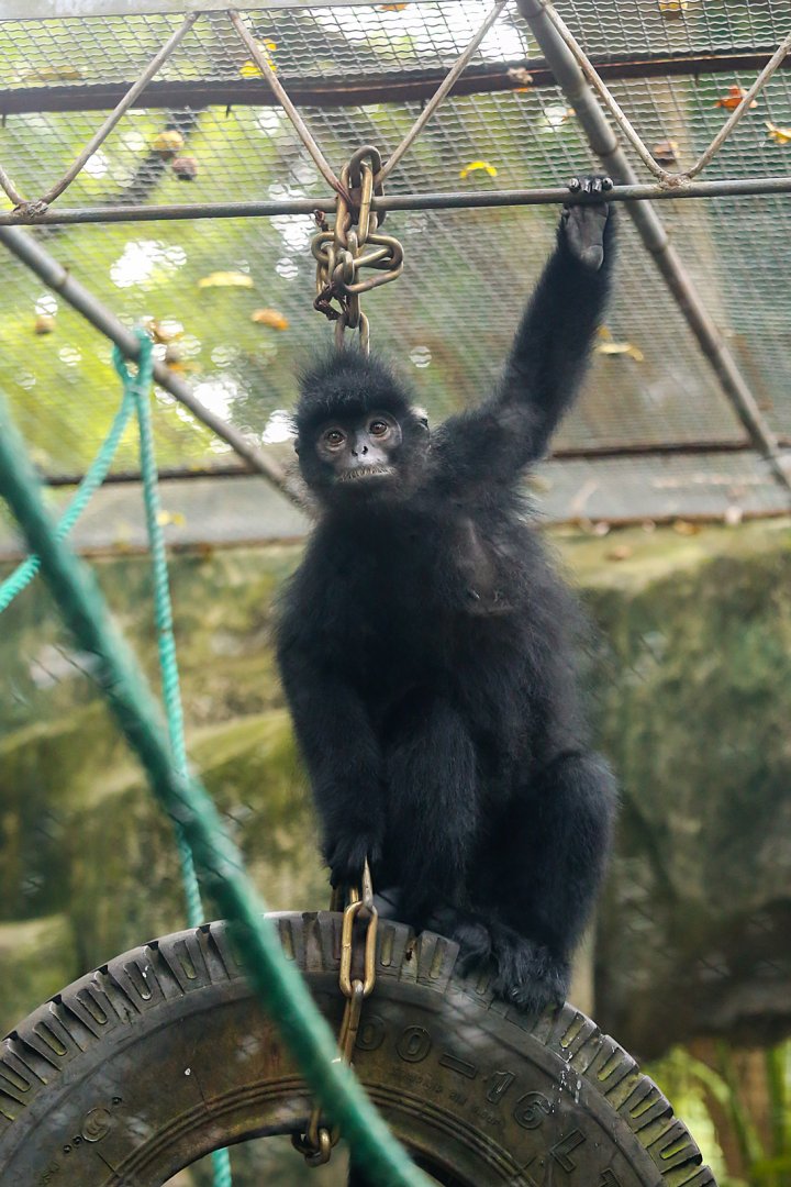 Indochinese black langur  ('Trachypithecus ebenus')