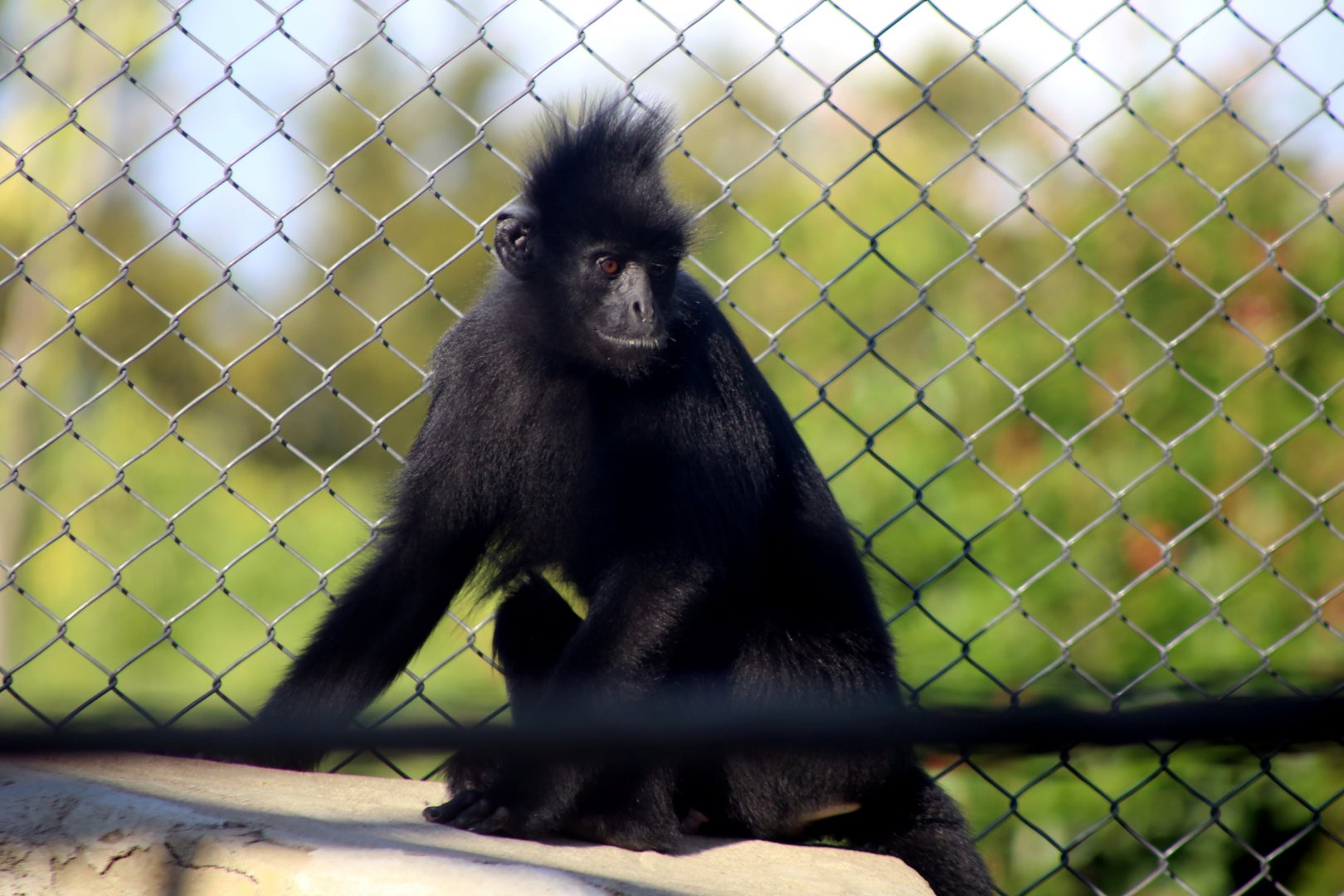 Indochinese Black Langur (Trachypithecus ebenus)