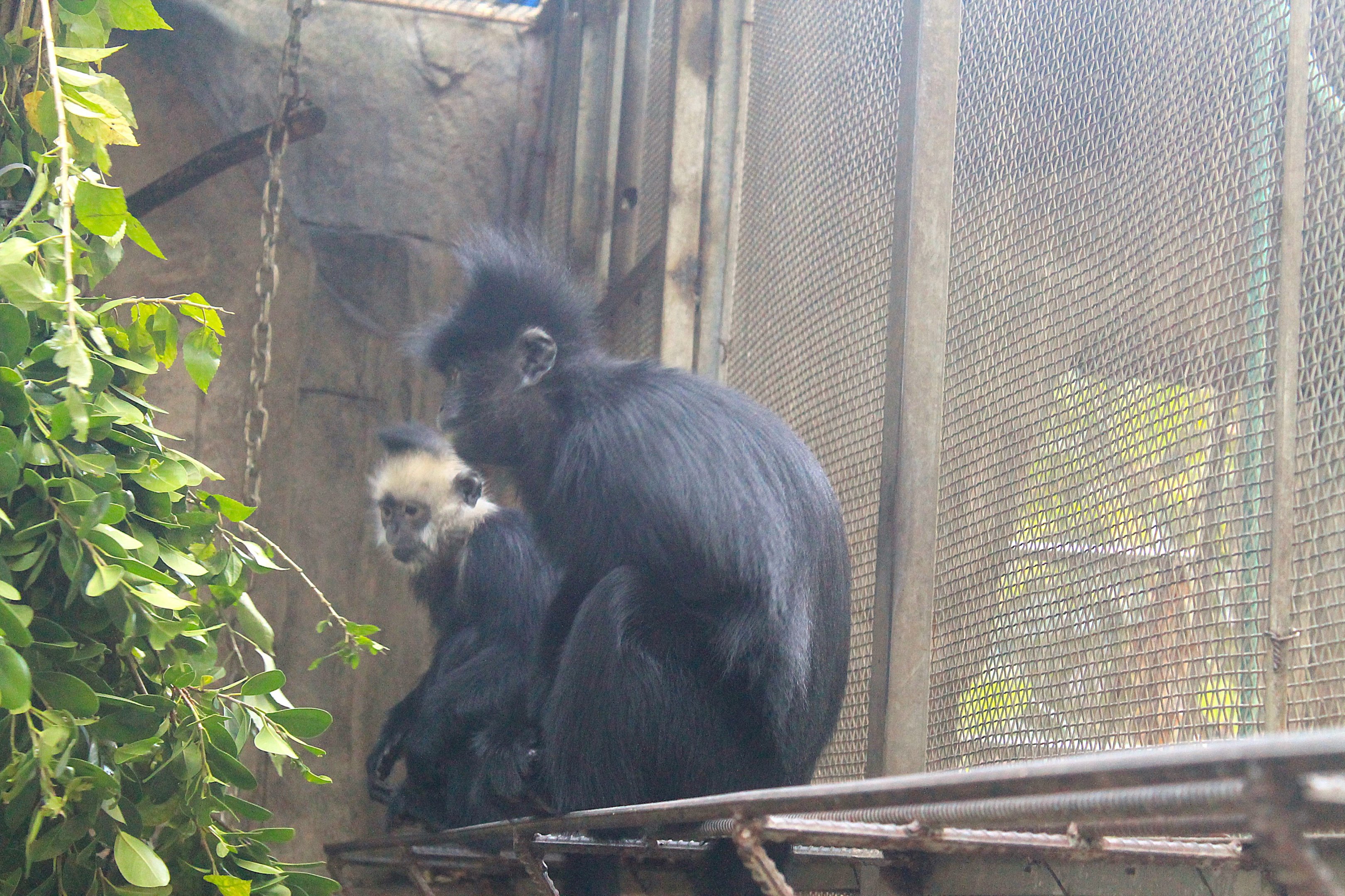 Indochinese Black Langur (Trachypithecus ebenus)