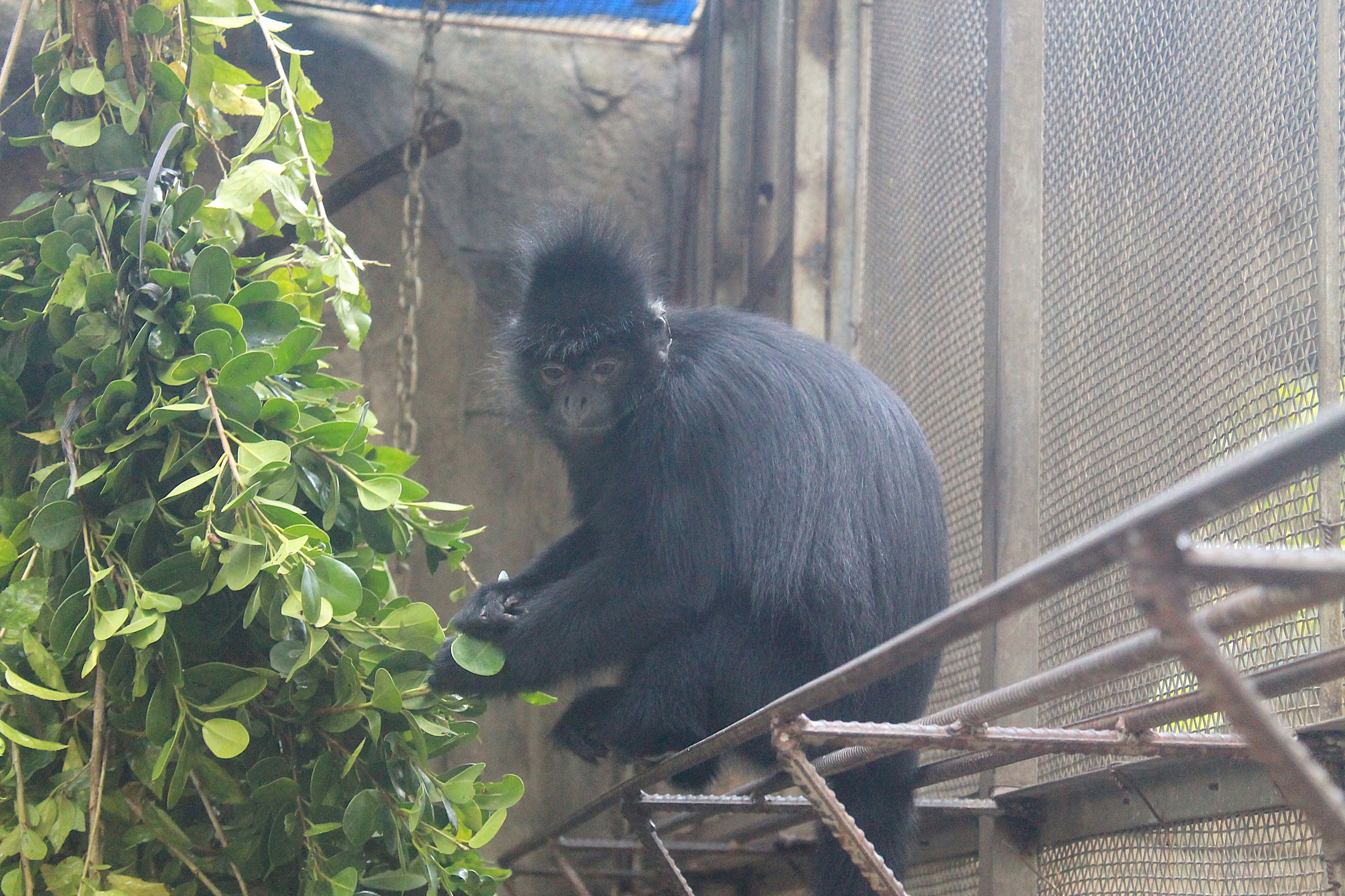 Indochinese Black Langur (Trachypithecus ebenus)