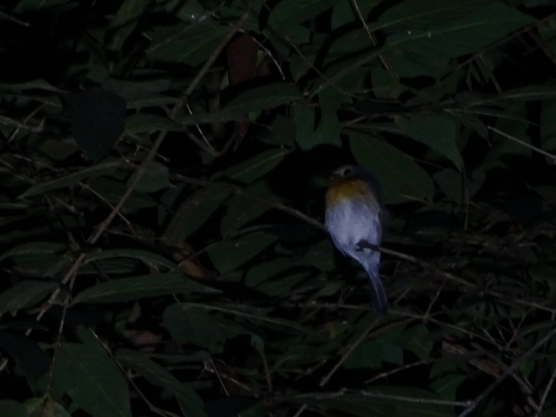 Indochinese blue flycatcher (Cyornis sumatrensis indochina)