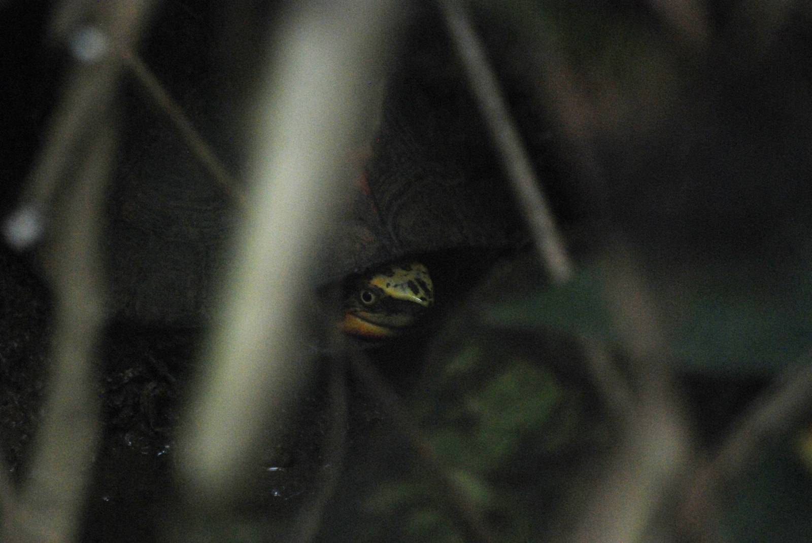 Indochinese Box Turtle at the Turtle Centre, Cuc Phuong, 10/03/12
