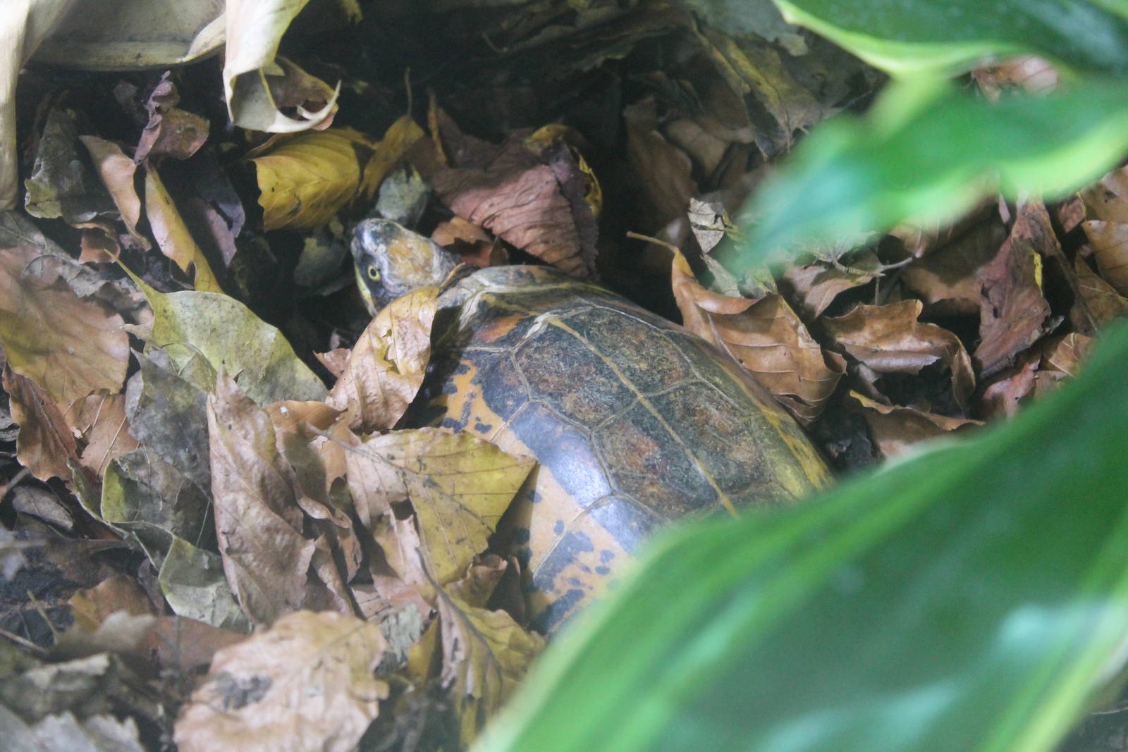 Indochinese Box Turtle Chester Zoo 2014
