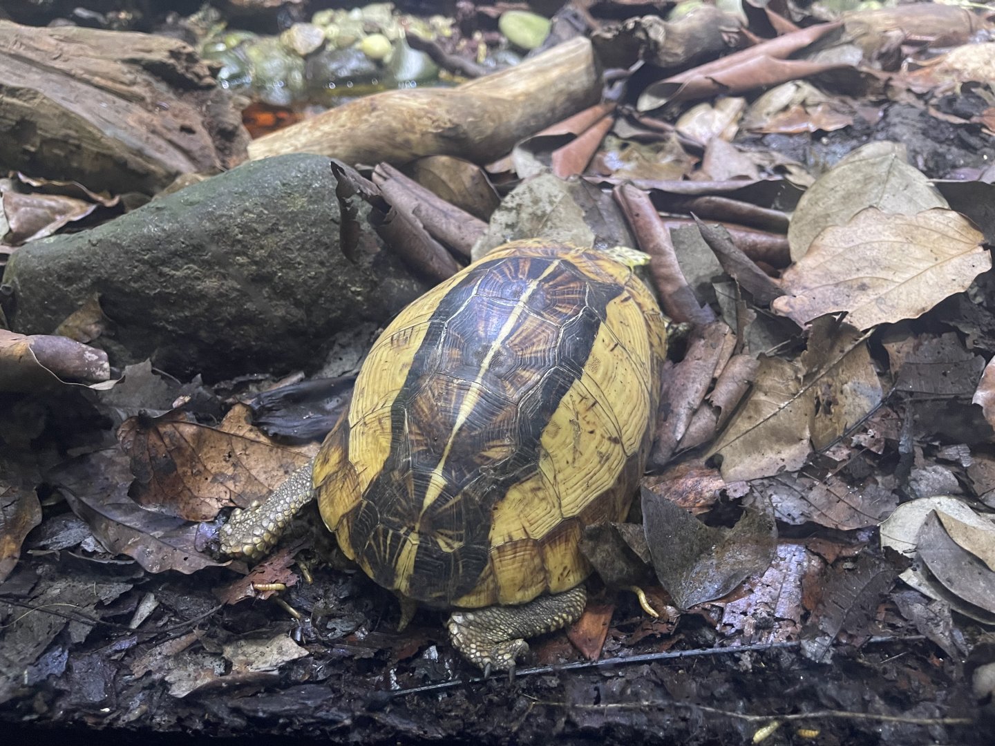 indochinese box turtle (cuora galbinifrons) (1) - museum komodo