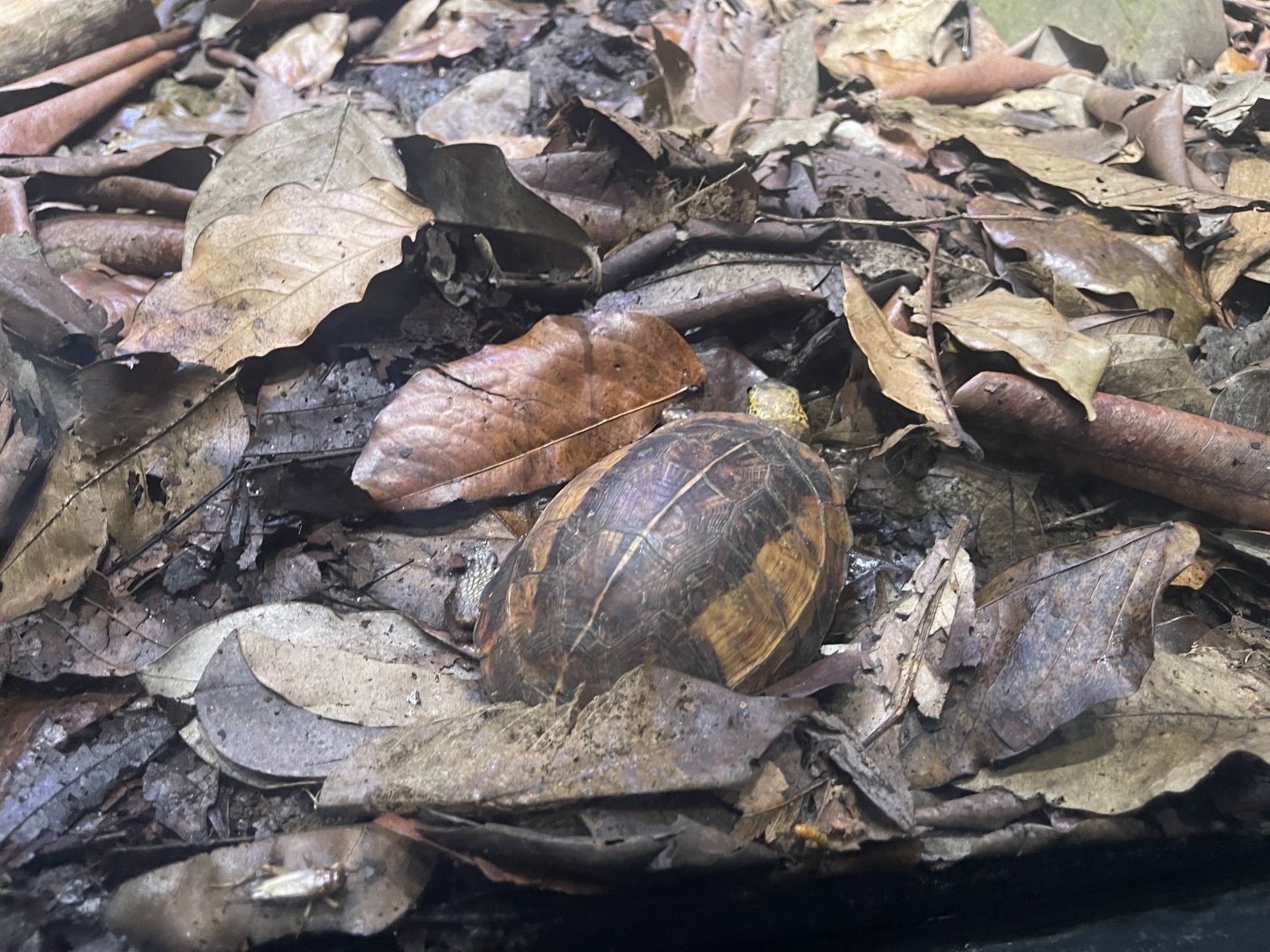 indochinese box turtle (cuora galbinifrons) (2) - musuem komodo