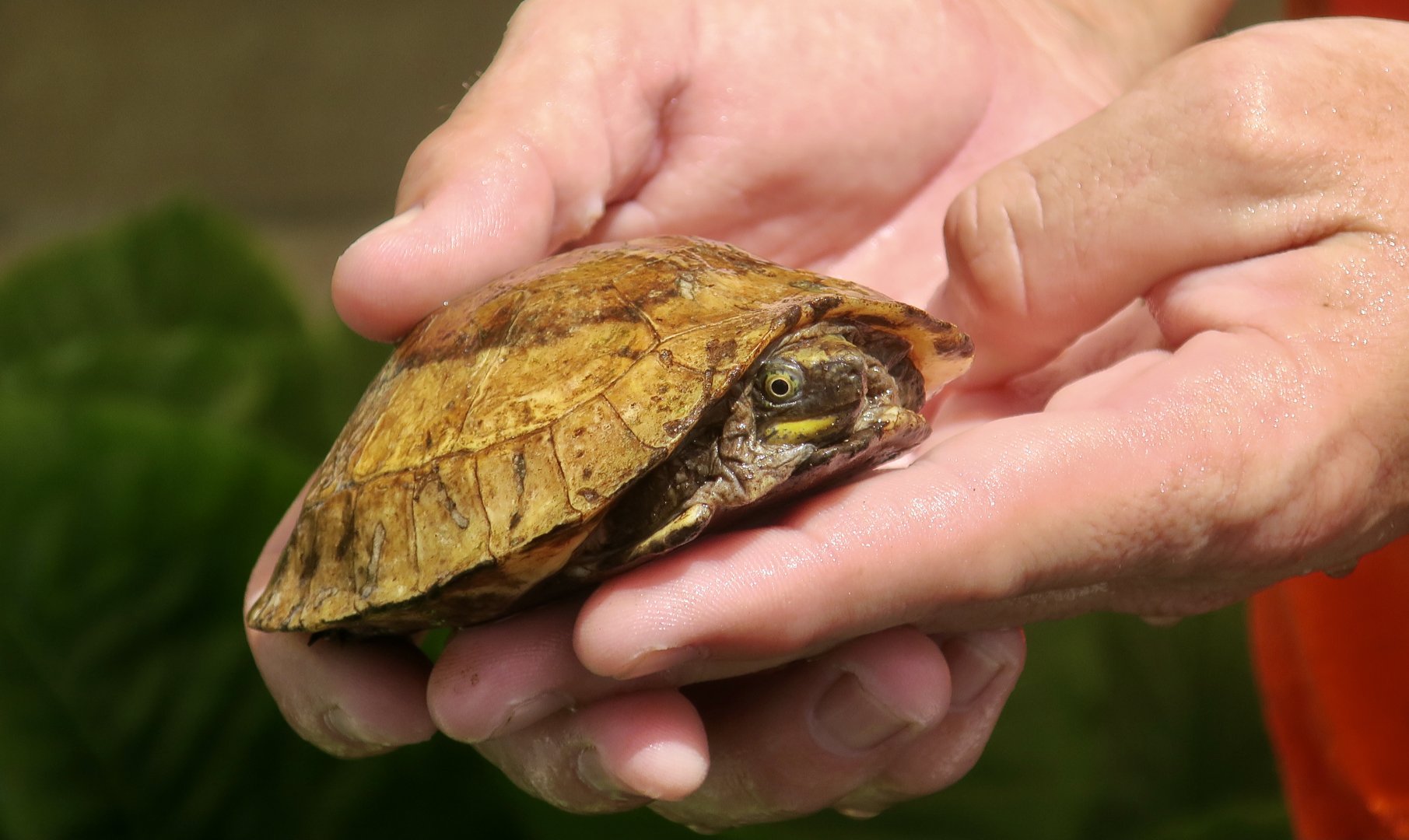 Indochinese Box Turtle (Cuora galbinifrons) juvenile
