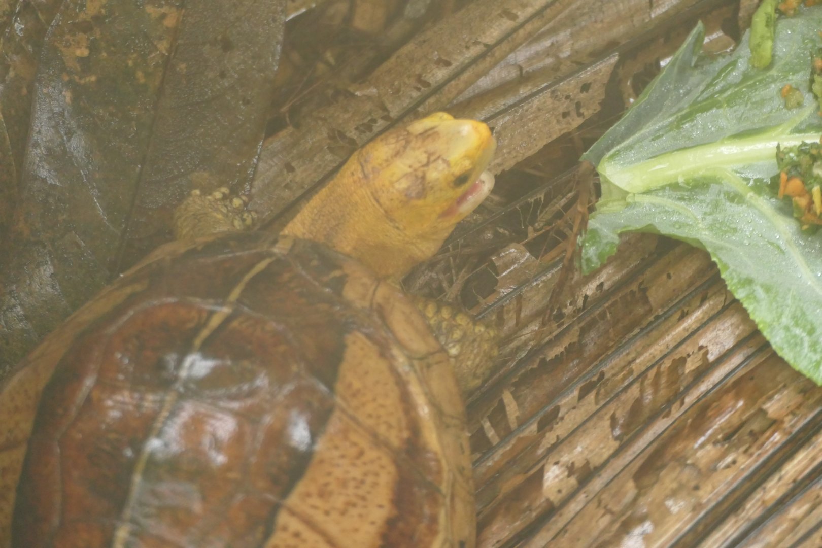 Indochinese Box Turtle - Cuora galbinifrons - The ARC