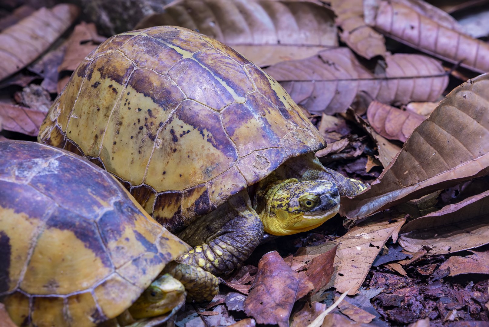 Indochinese box turtle (Cuora galbinifrons)