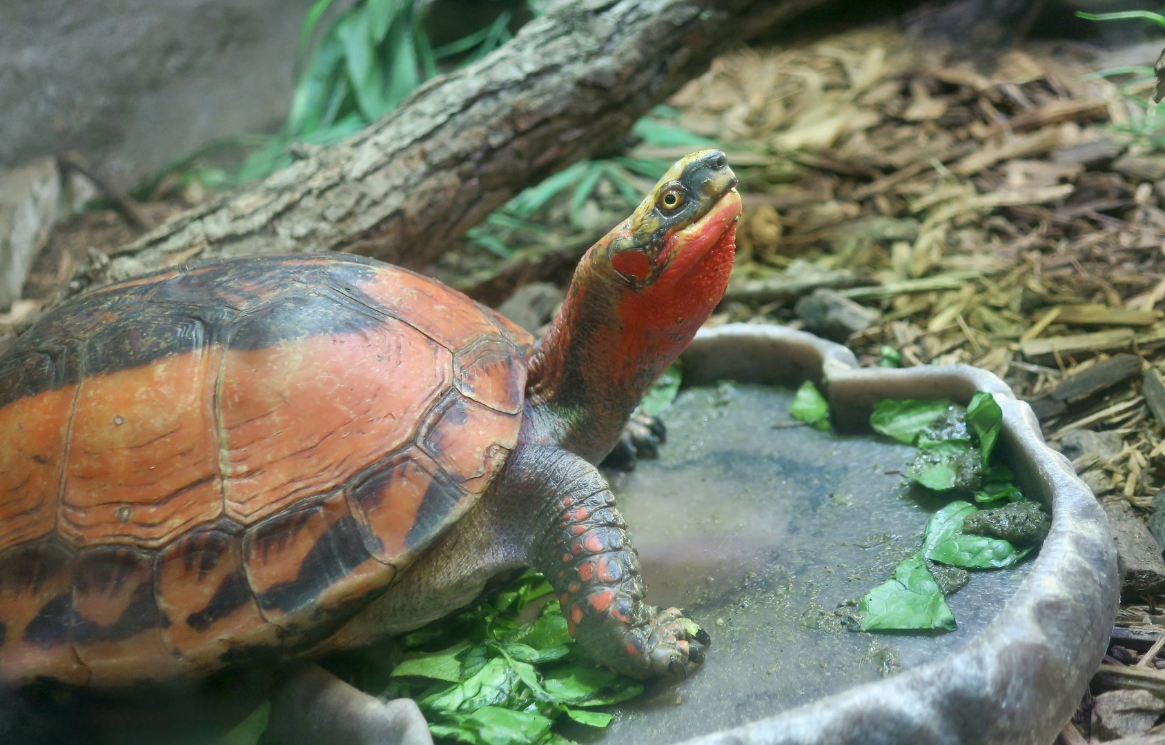 Indochinese Box Turtle (Cuora galbinifrons)