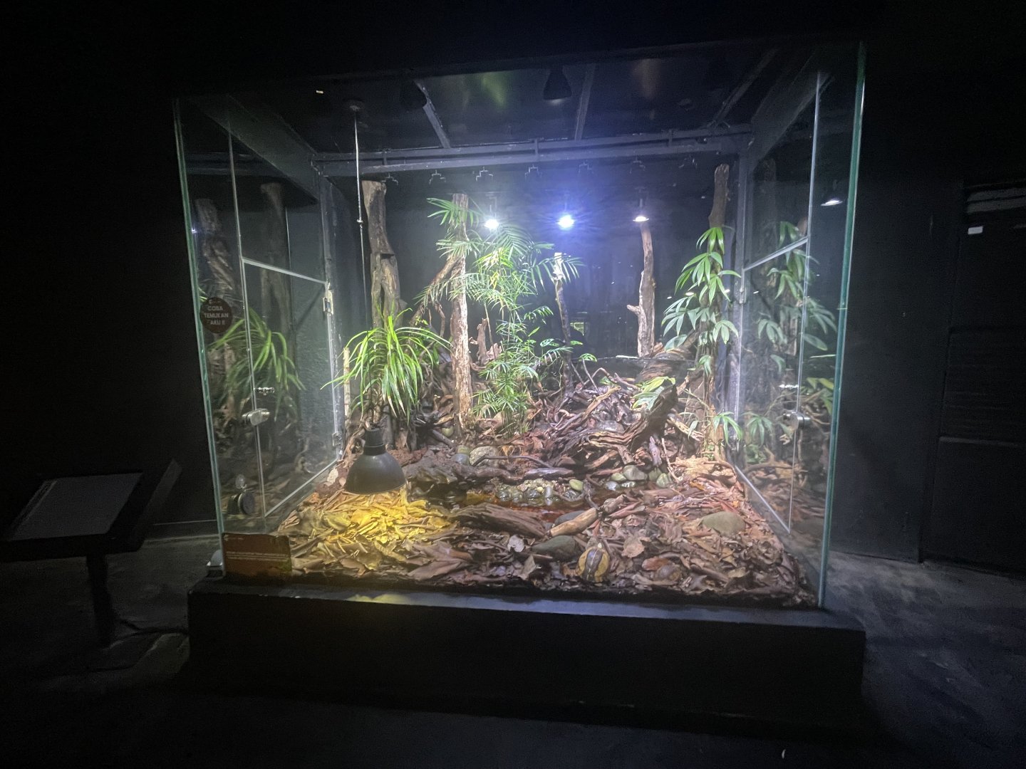indochinese box turtle exhibit - museum komodo