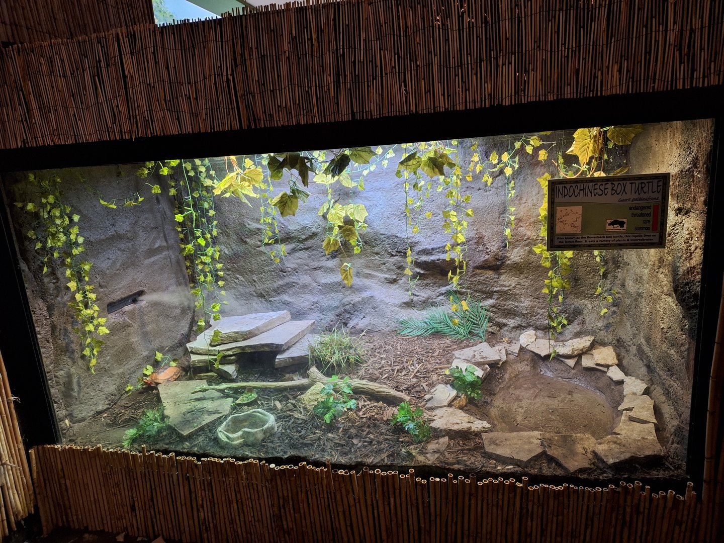 Indochinese Box Turtle exhibit
