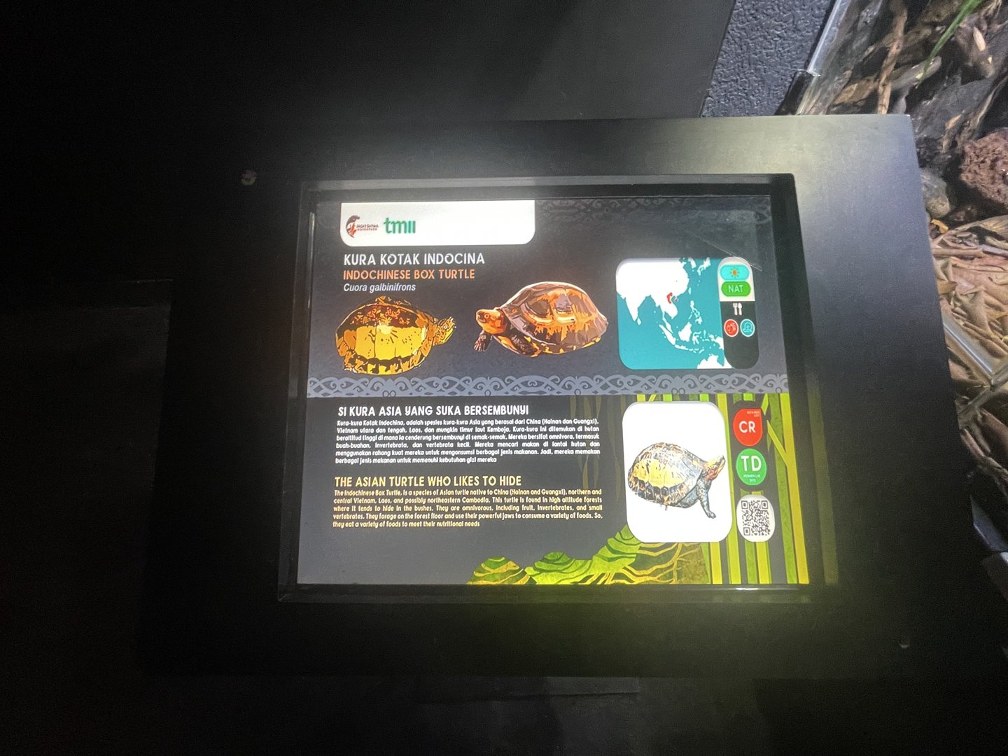 indochinese box turtle signage - museum komodo