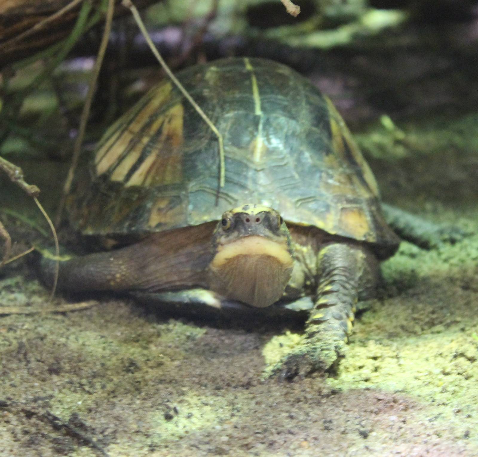 Indochinese box turtle