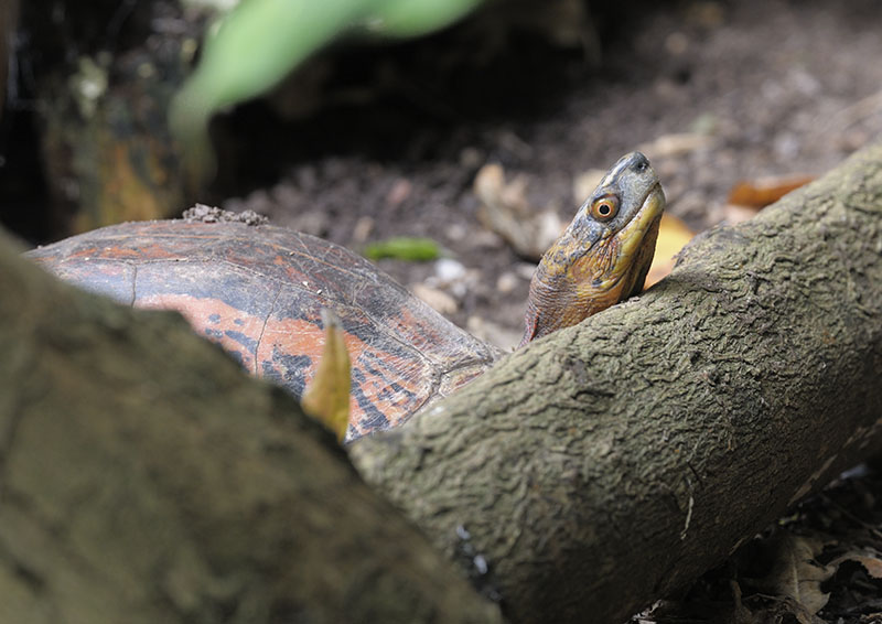 Indochinese box turtle