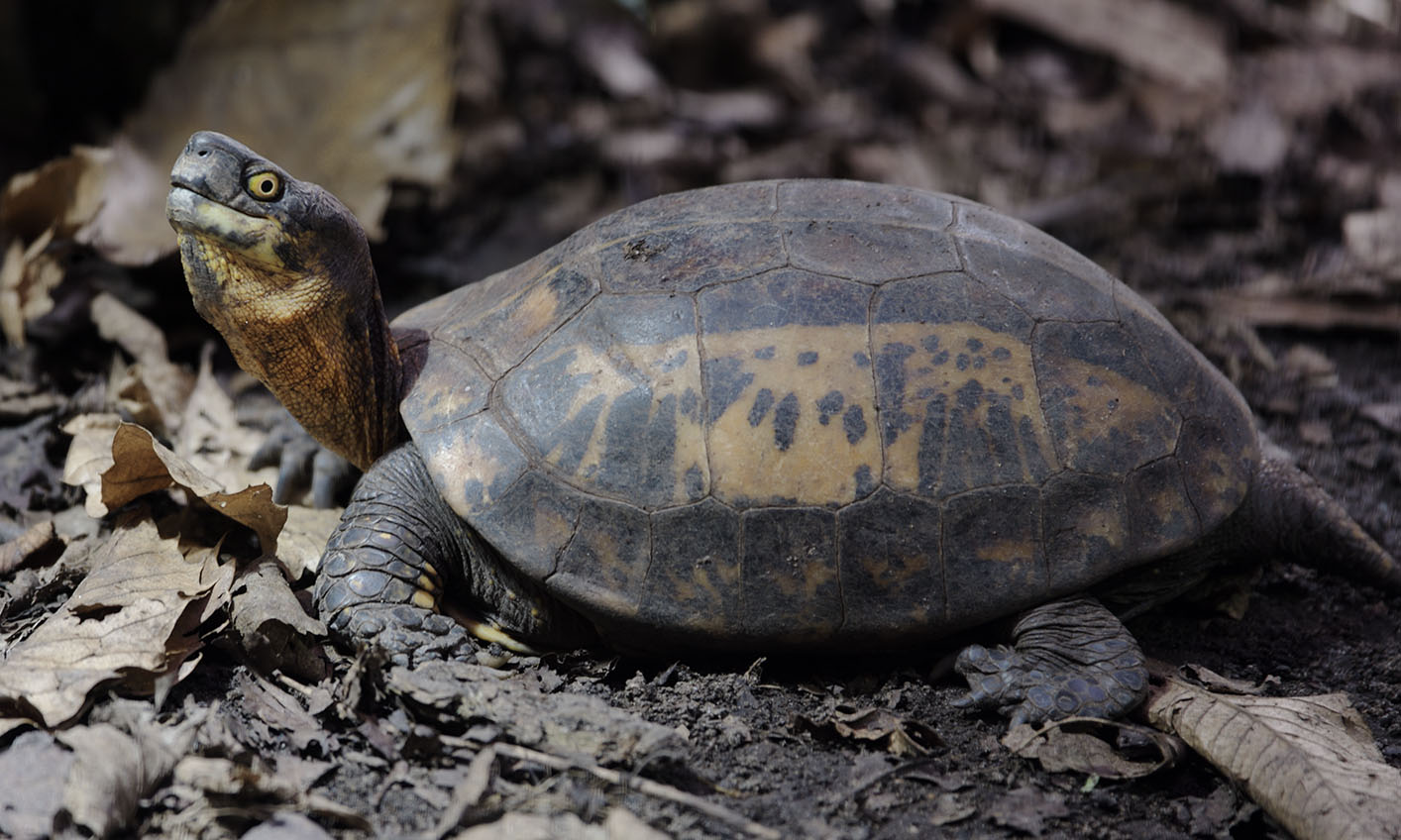 Indochinese box turtle