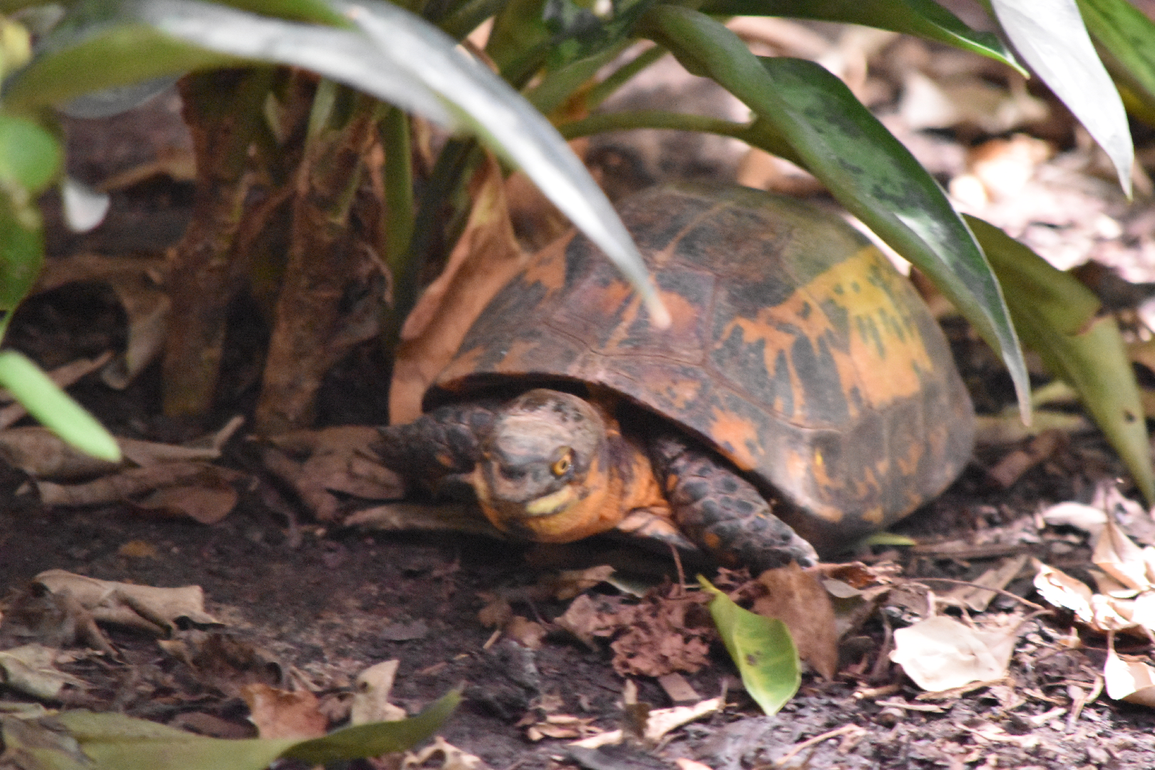 Indochinese Box Turtle