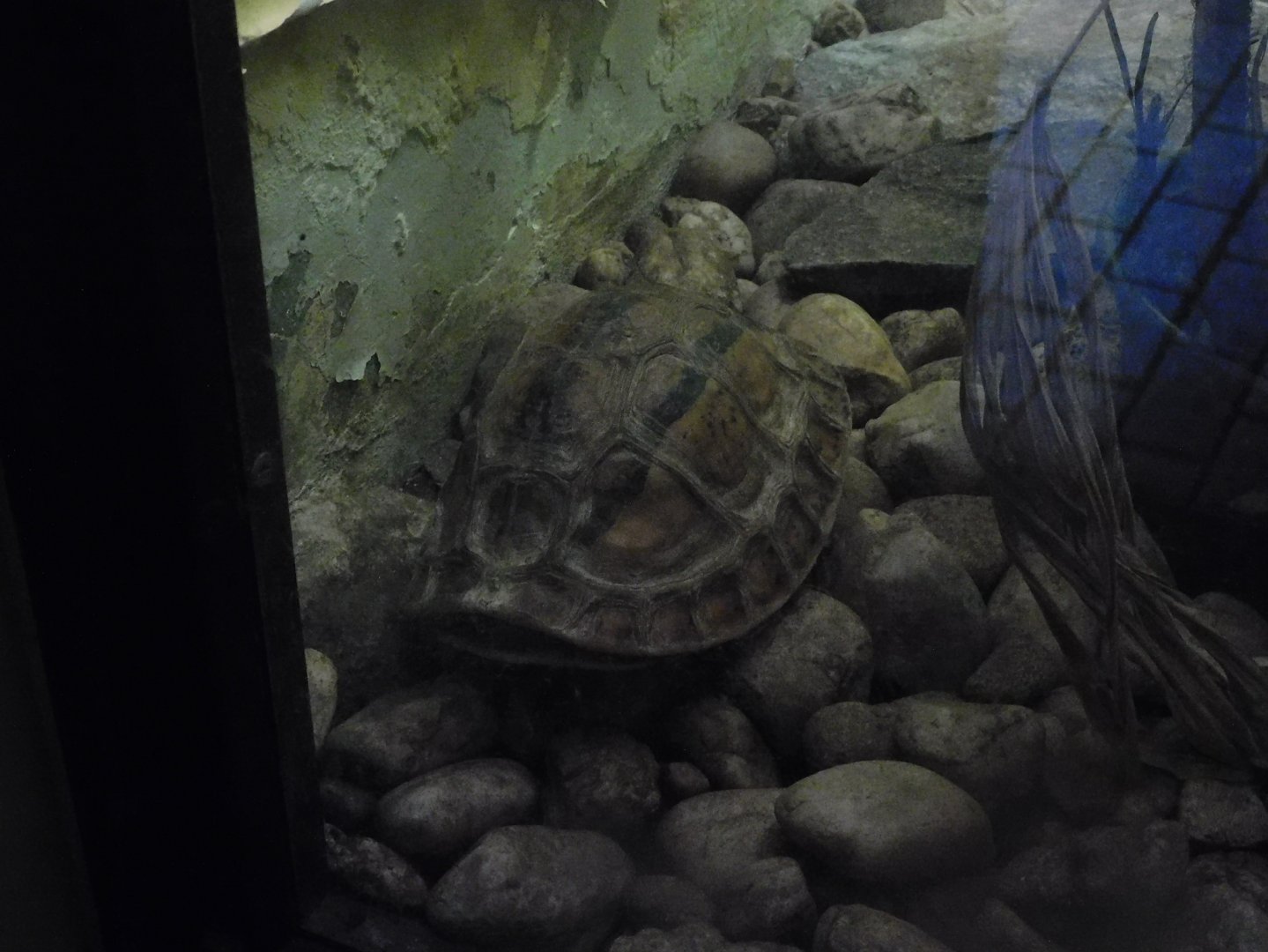 indochinese box turtle