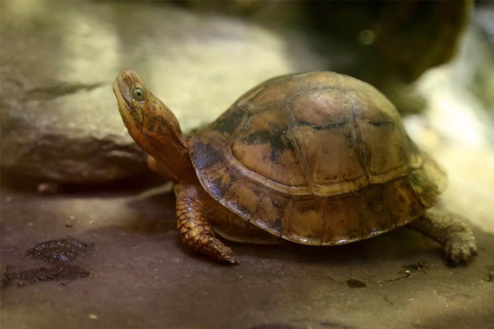 Indochinese Box Turtle