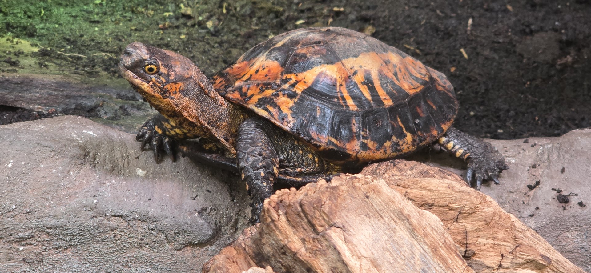 Indochinese box turtlr