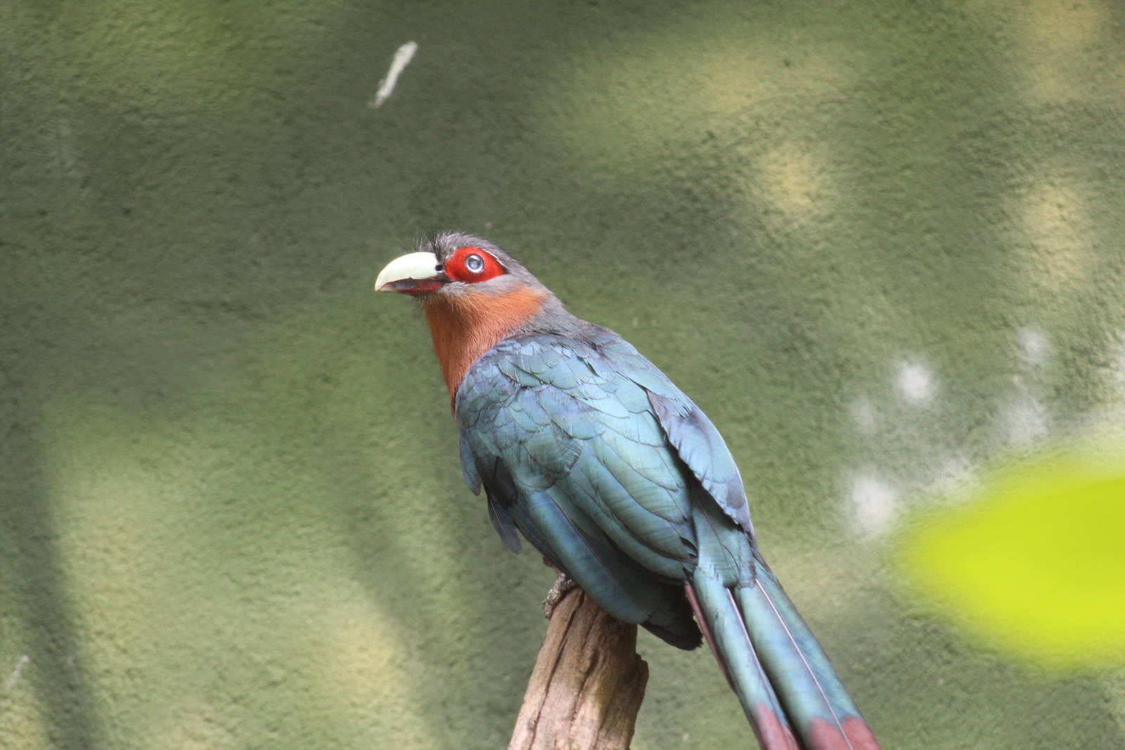 Indochinese Chesnut-Breasted Malkoha