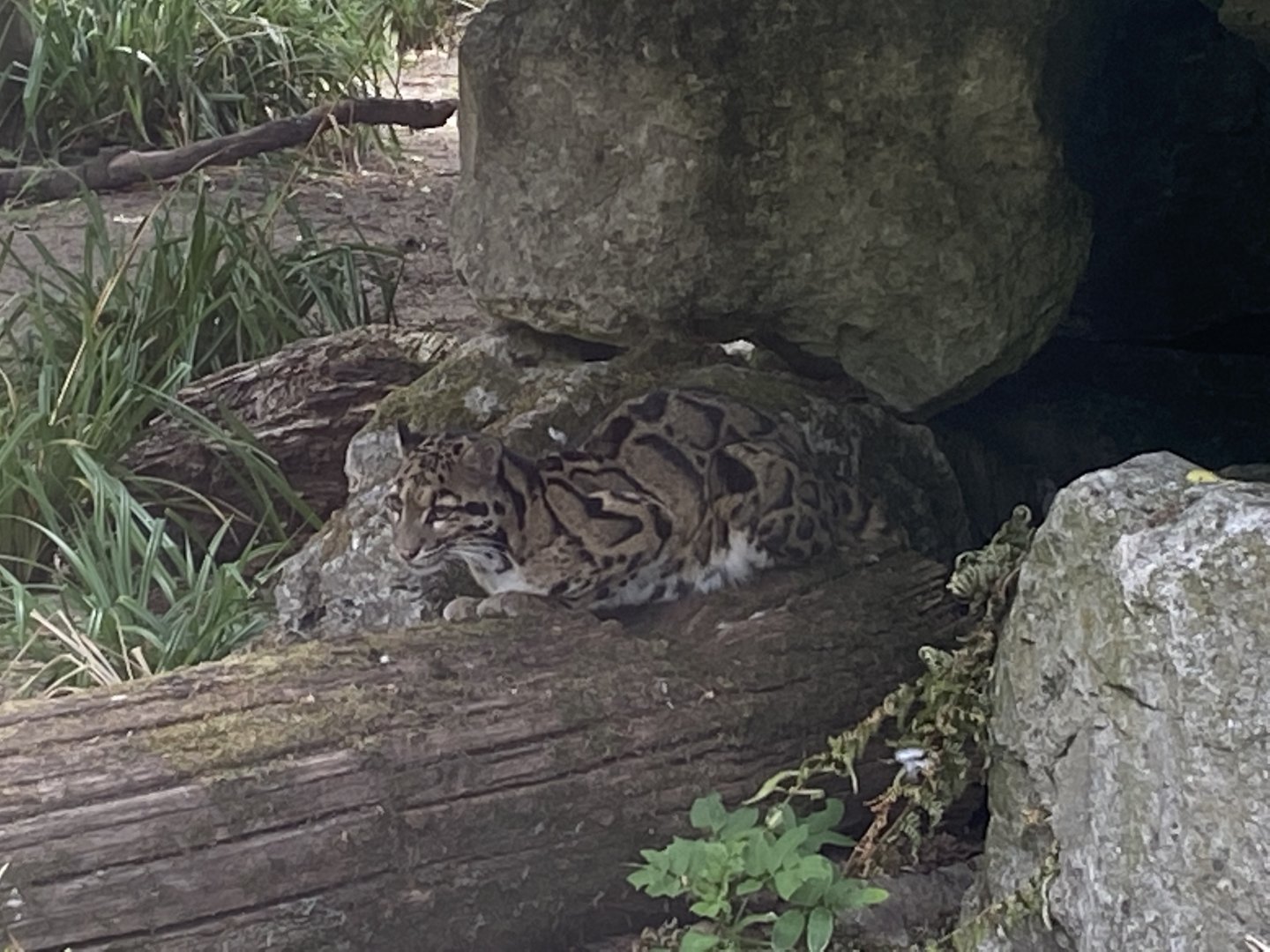 Indochinese clouded leopard 040822