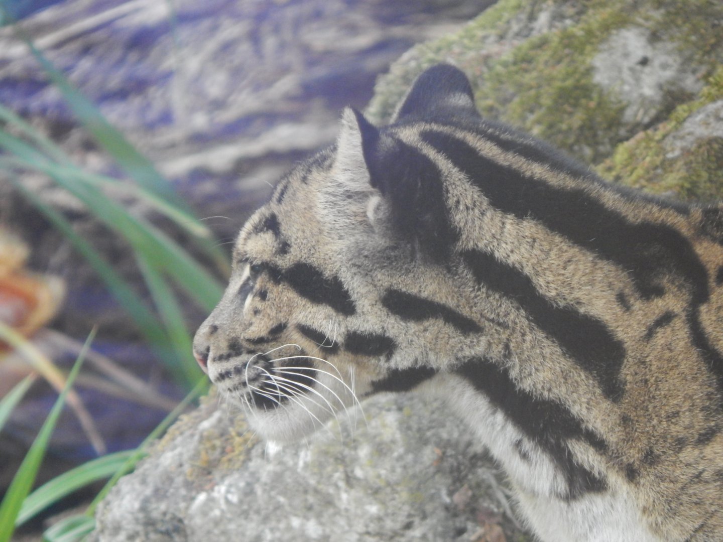 Indochinese clouded leopard 040822