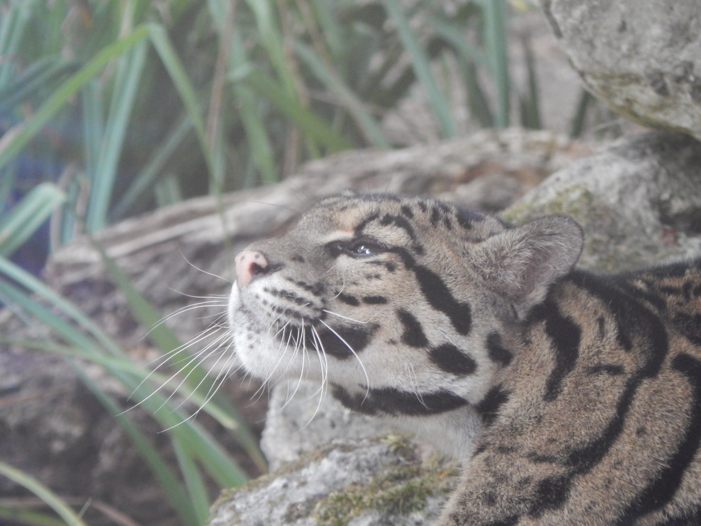 Indochinese clouded leopard 040822