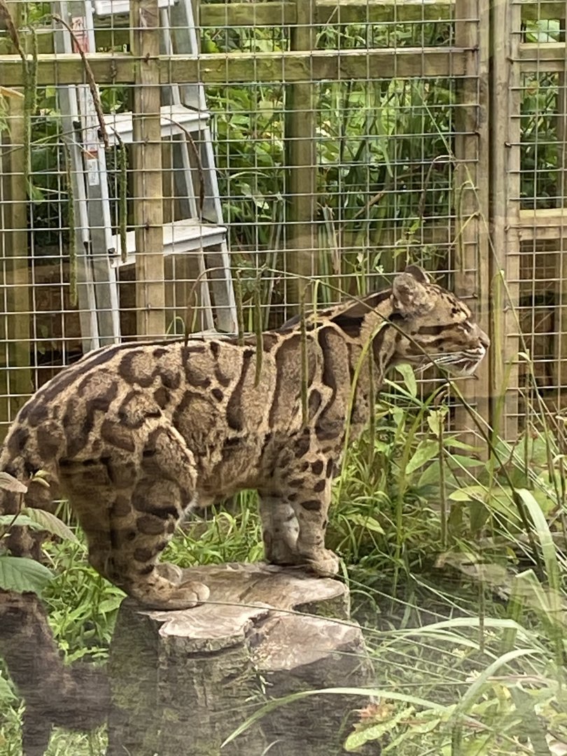 Indochinese clouded leopard 050625