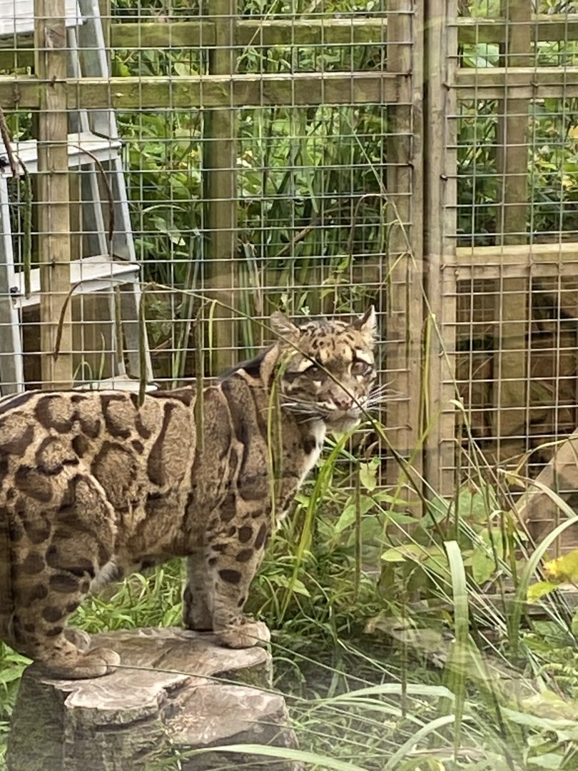 Indochinese clouded leopard 050625