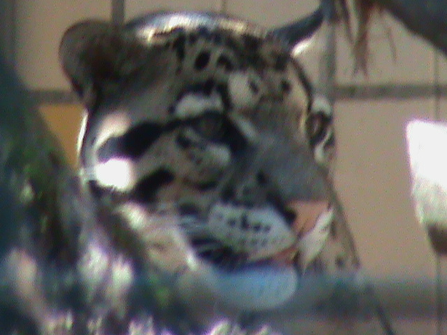 indochinese clouded leopard 050910