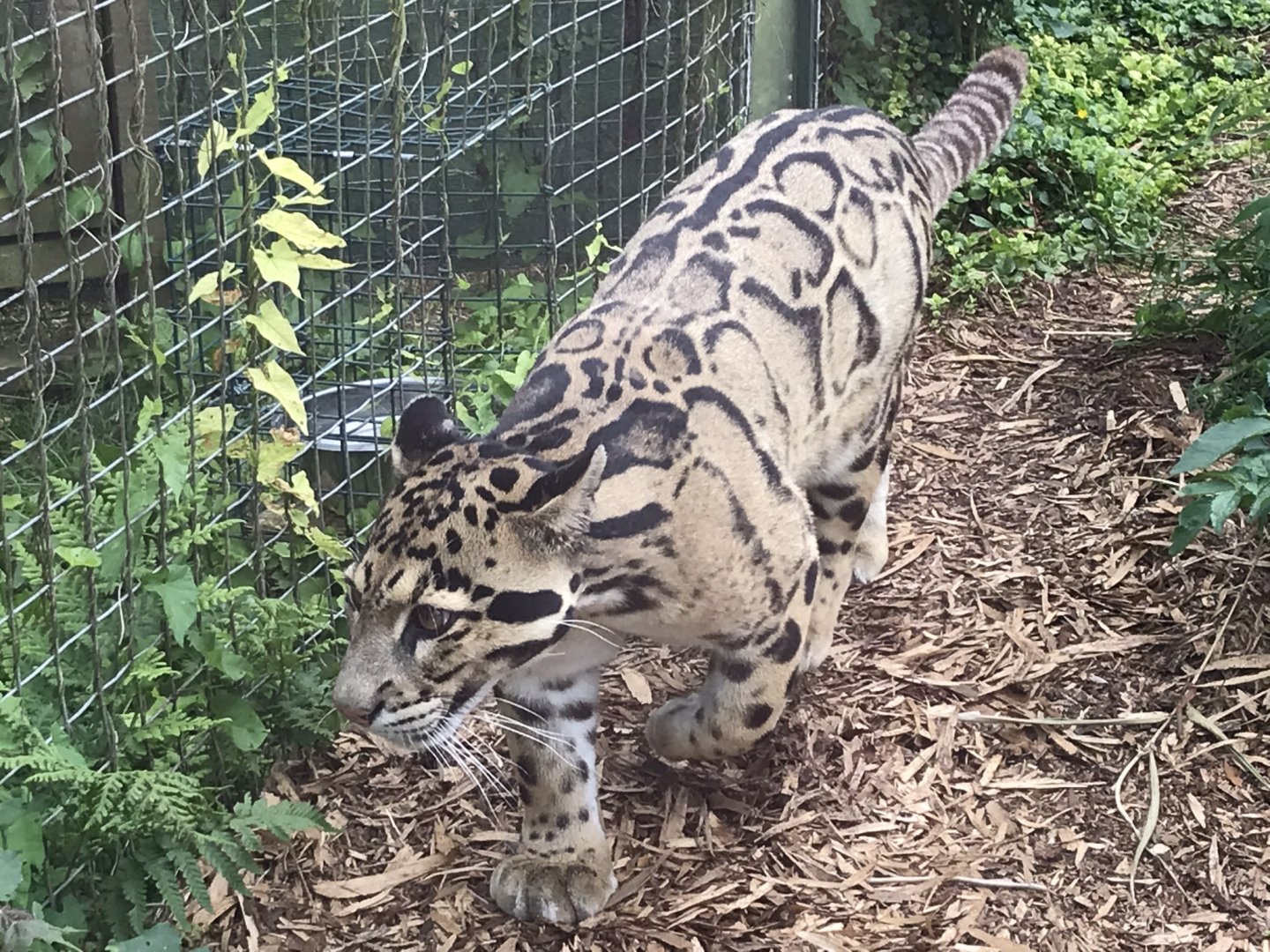 Indochinese clouded leopard 070819
