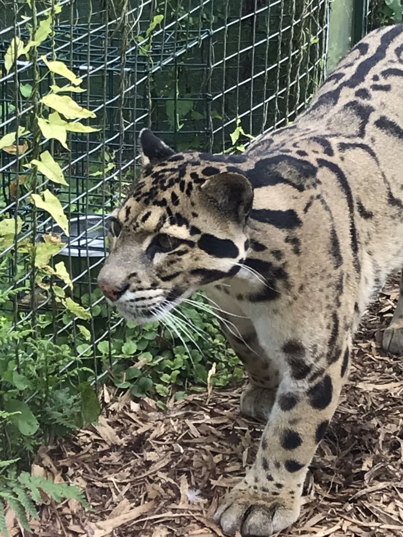Indochinese clouded leopard 070819