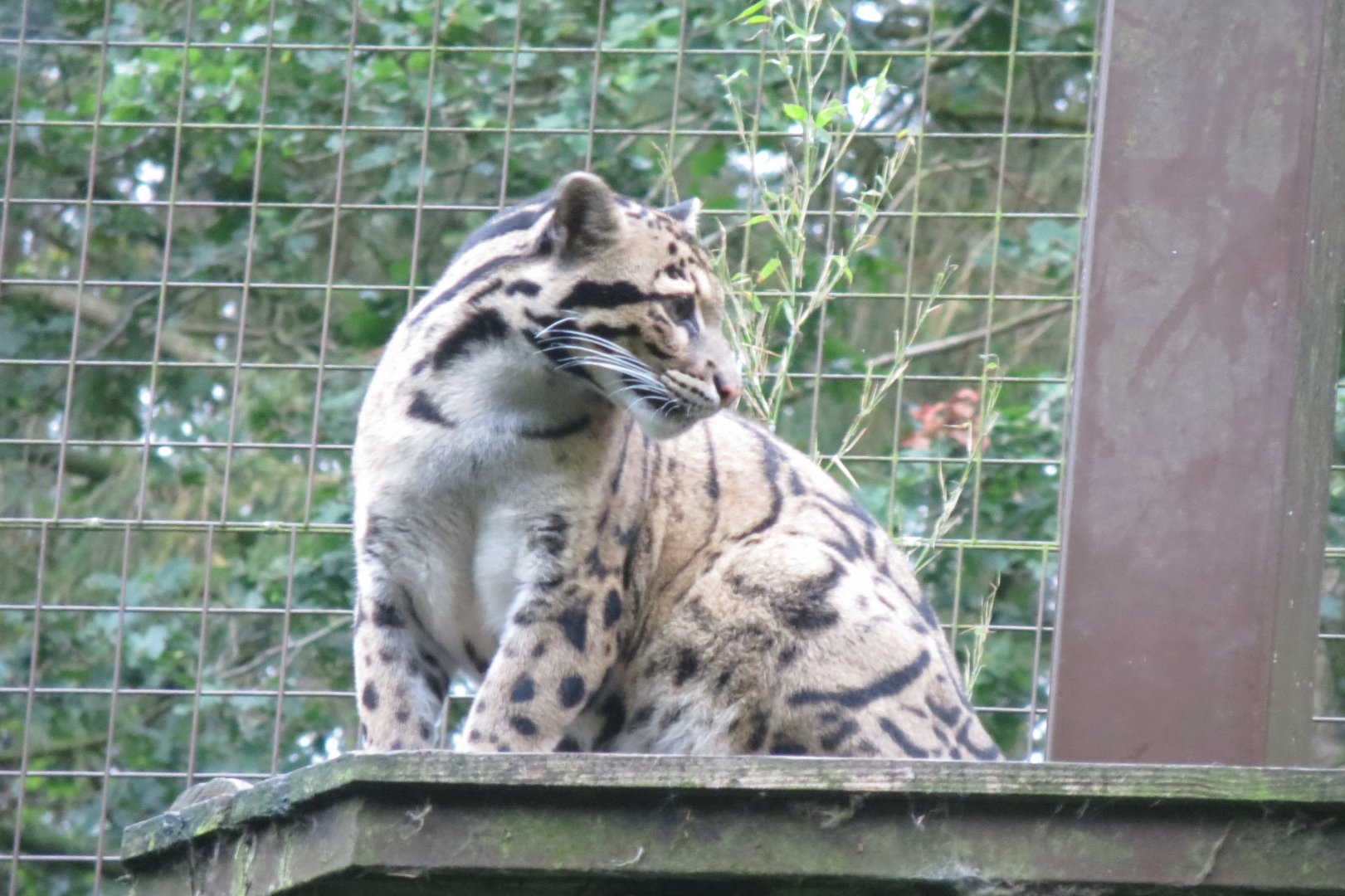 Indochinese clouded leopard 071019