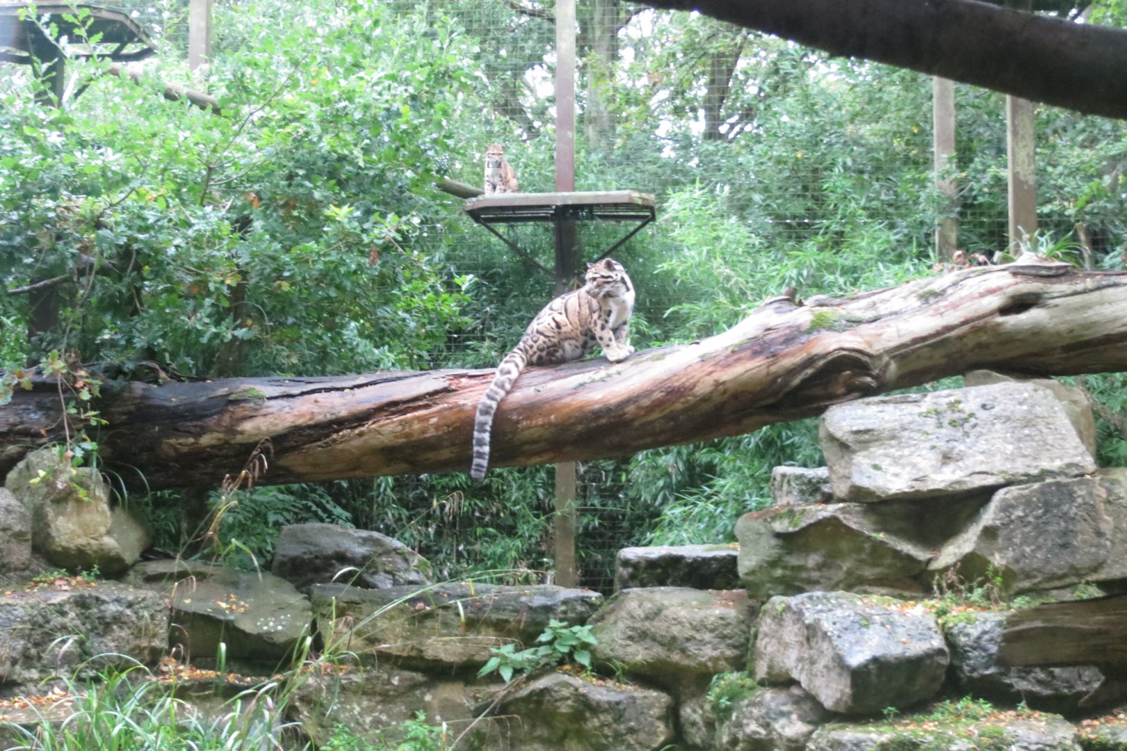Indochinese clouded leopard 071019