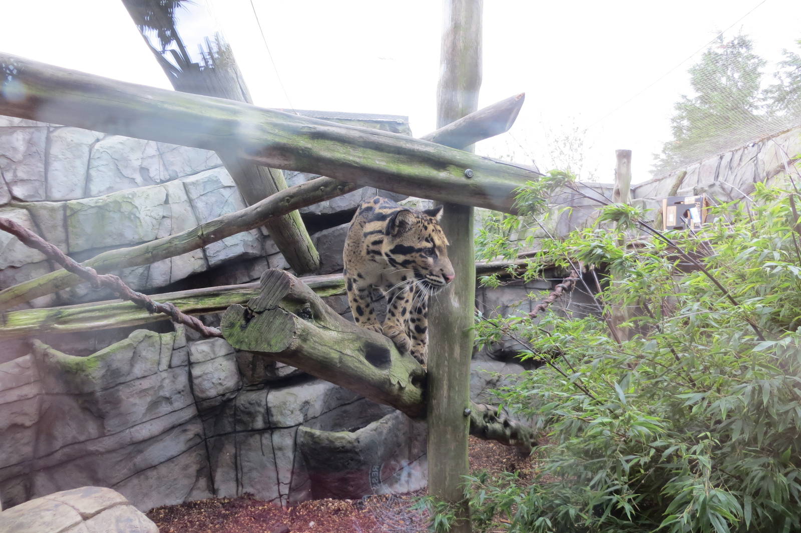 Indochinese Clouded Leopard 10/14