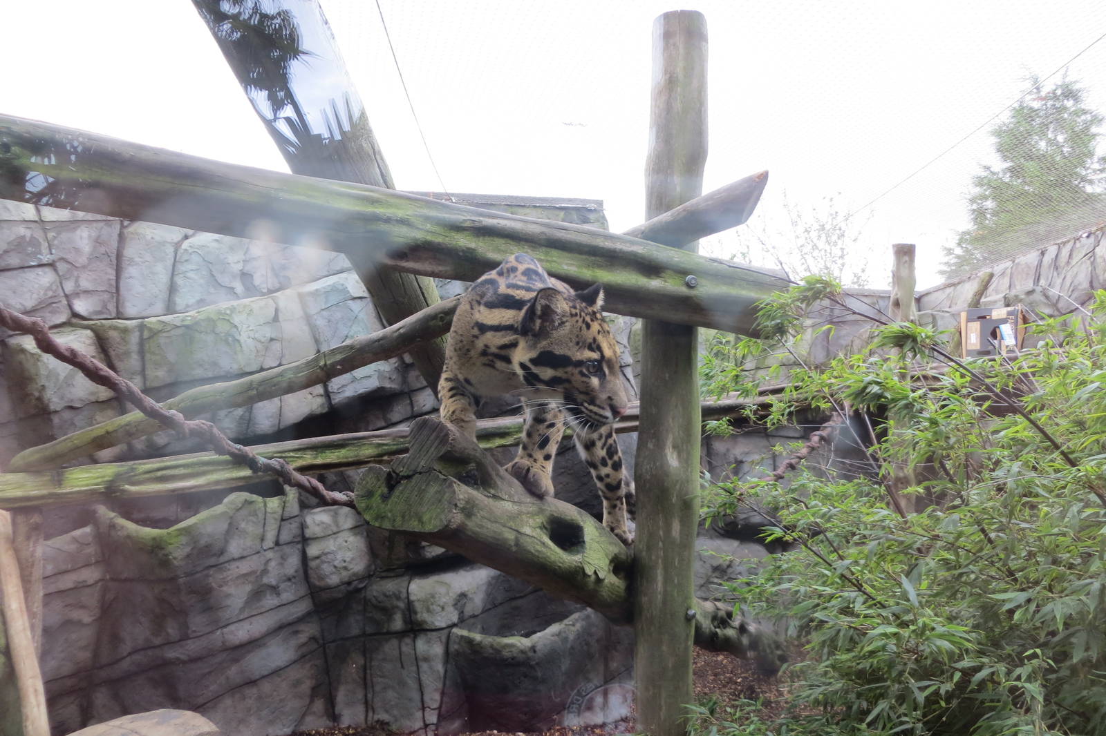 Indochinese Clouded Leopard 10/14