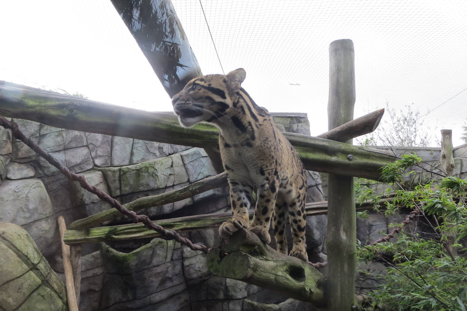 Indochinese Clouded Leopard 10/14