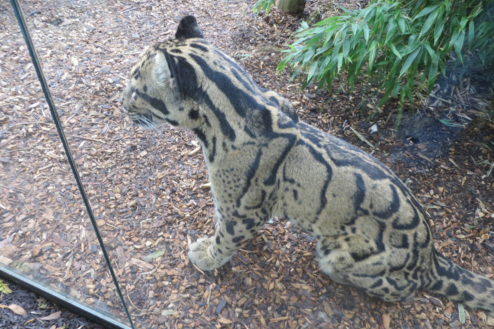 Indochinese Clouded Leopard 10/14