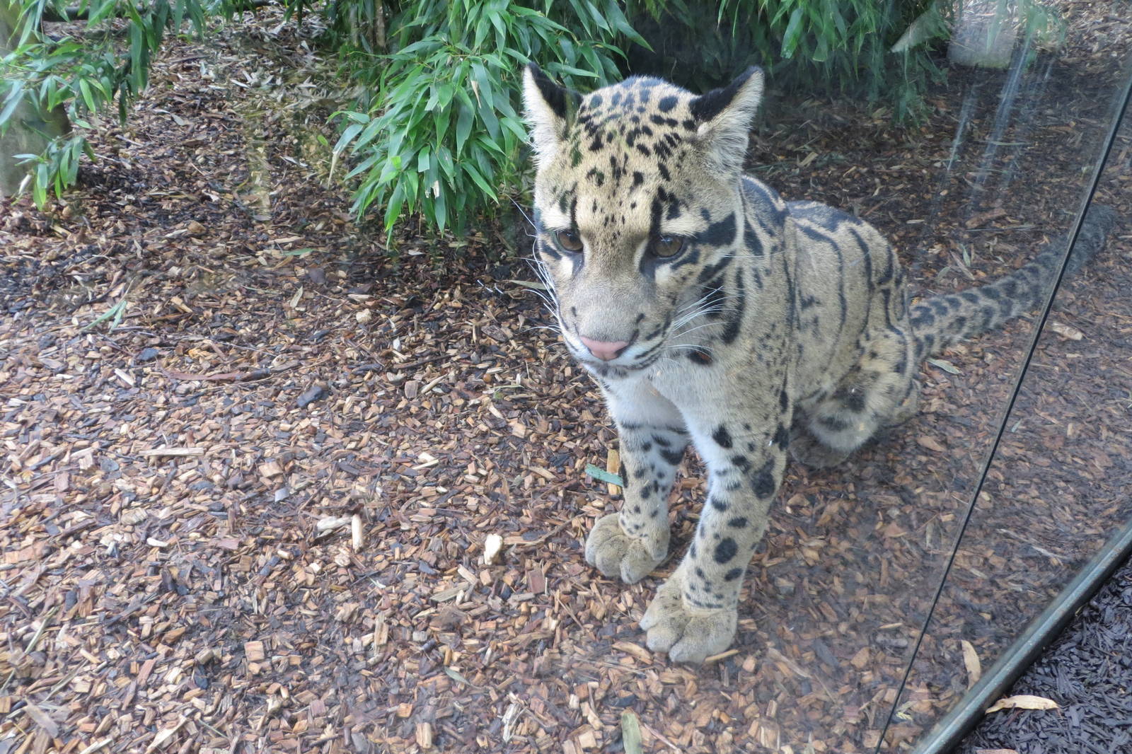 Indochinese Clouded Leopard 10/14