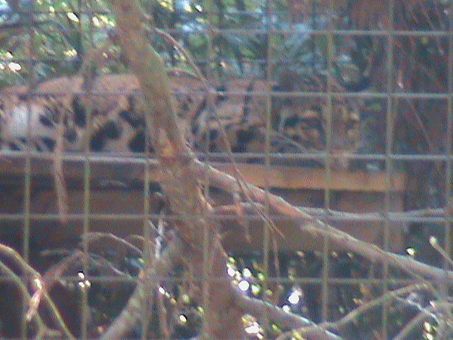 indochinese clouded leopard 100711