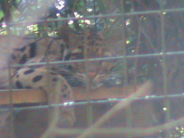 indochinese clouded leopard 100711