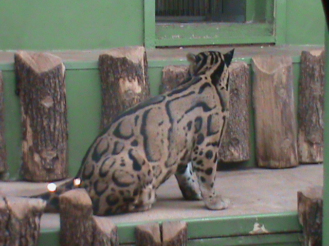 indochinese clouded leopard 140911