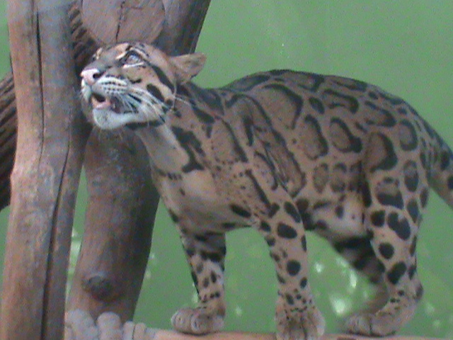 indochinese clouded leopard 140911