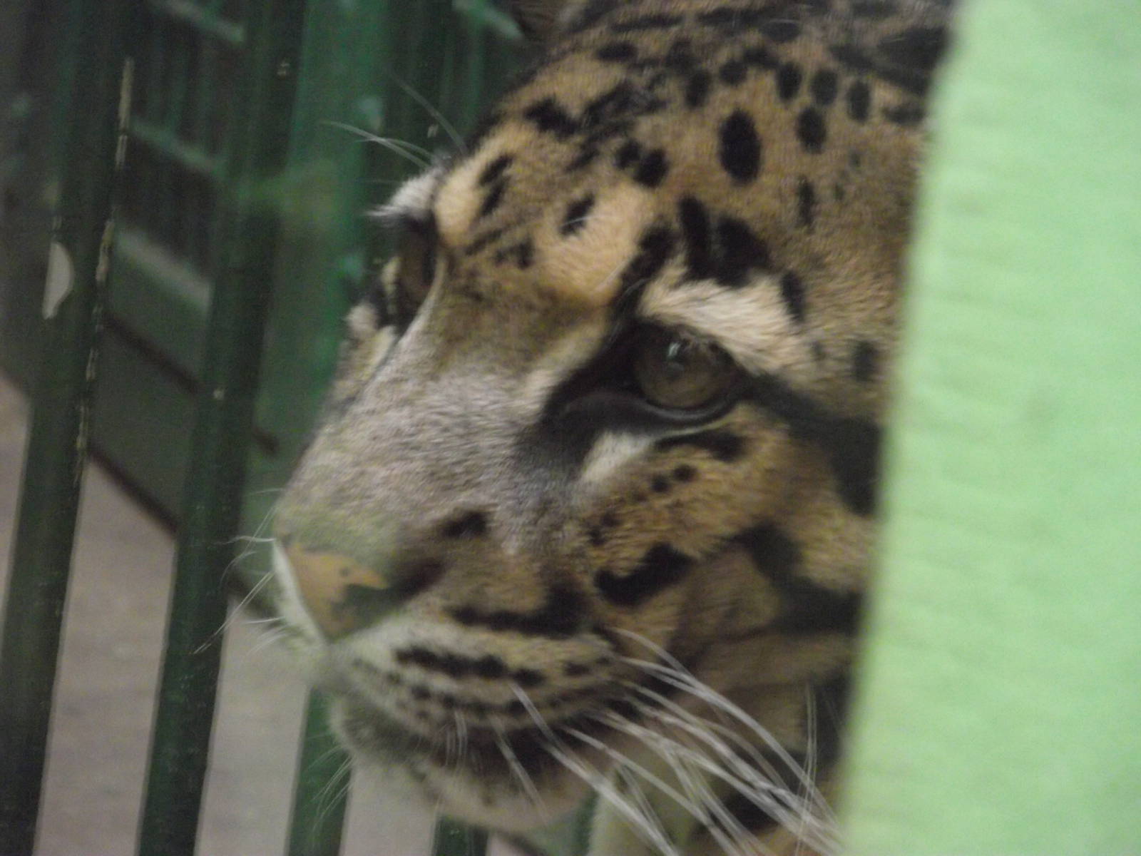 indochinese clouded leopard 140911