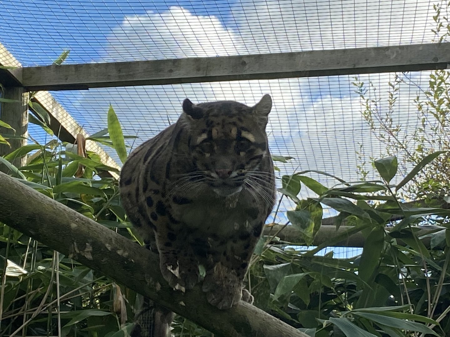 Indochinese clouded leopard 141023