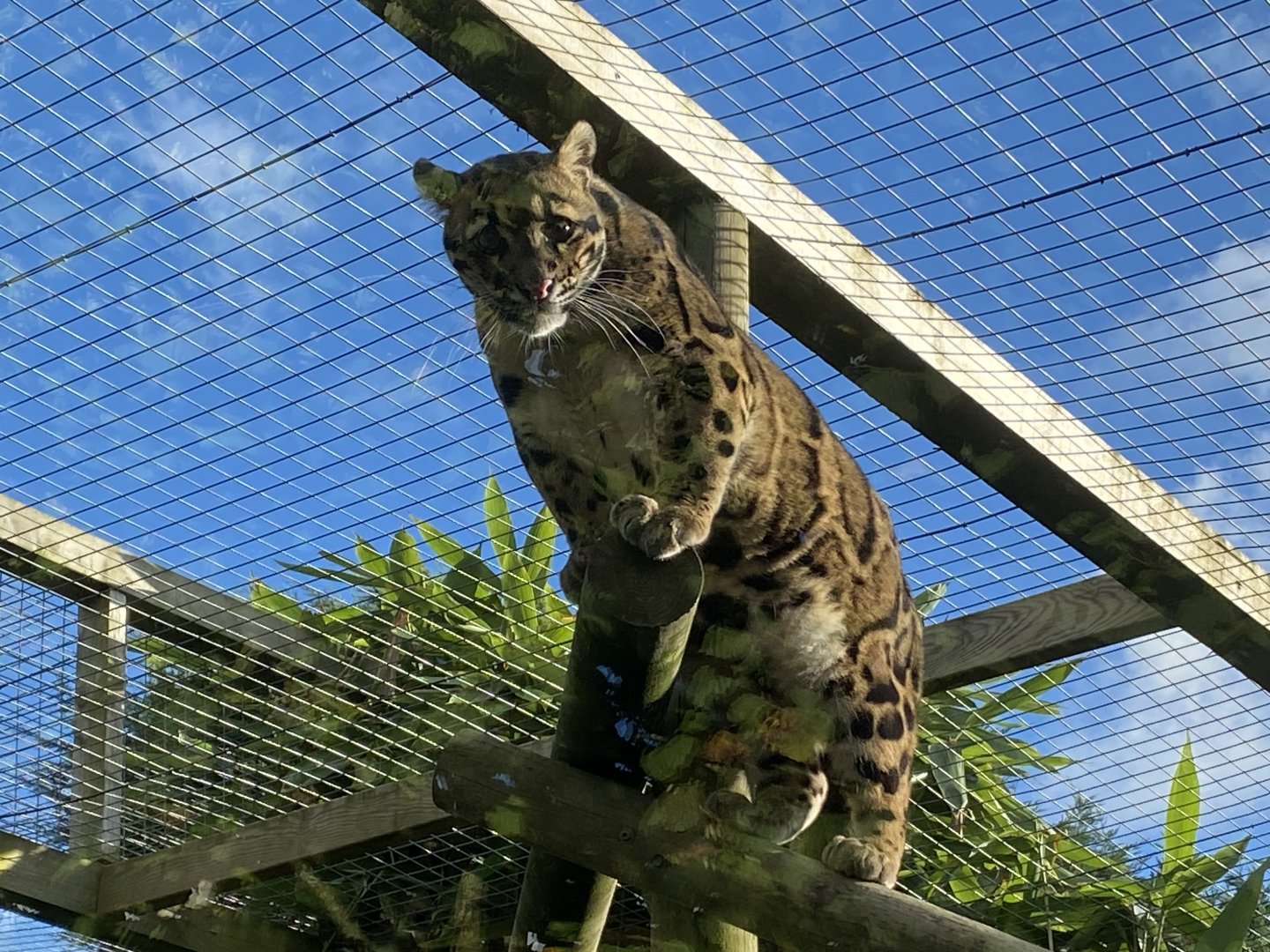 Indochinese clouded leopard 141023