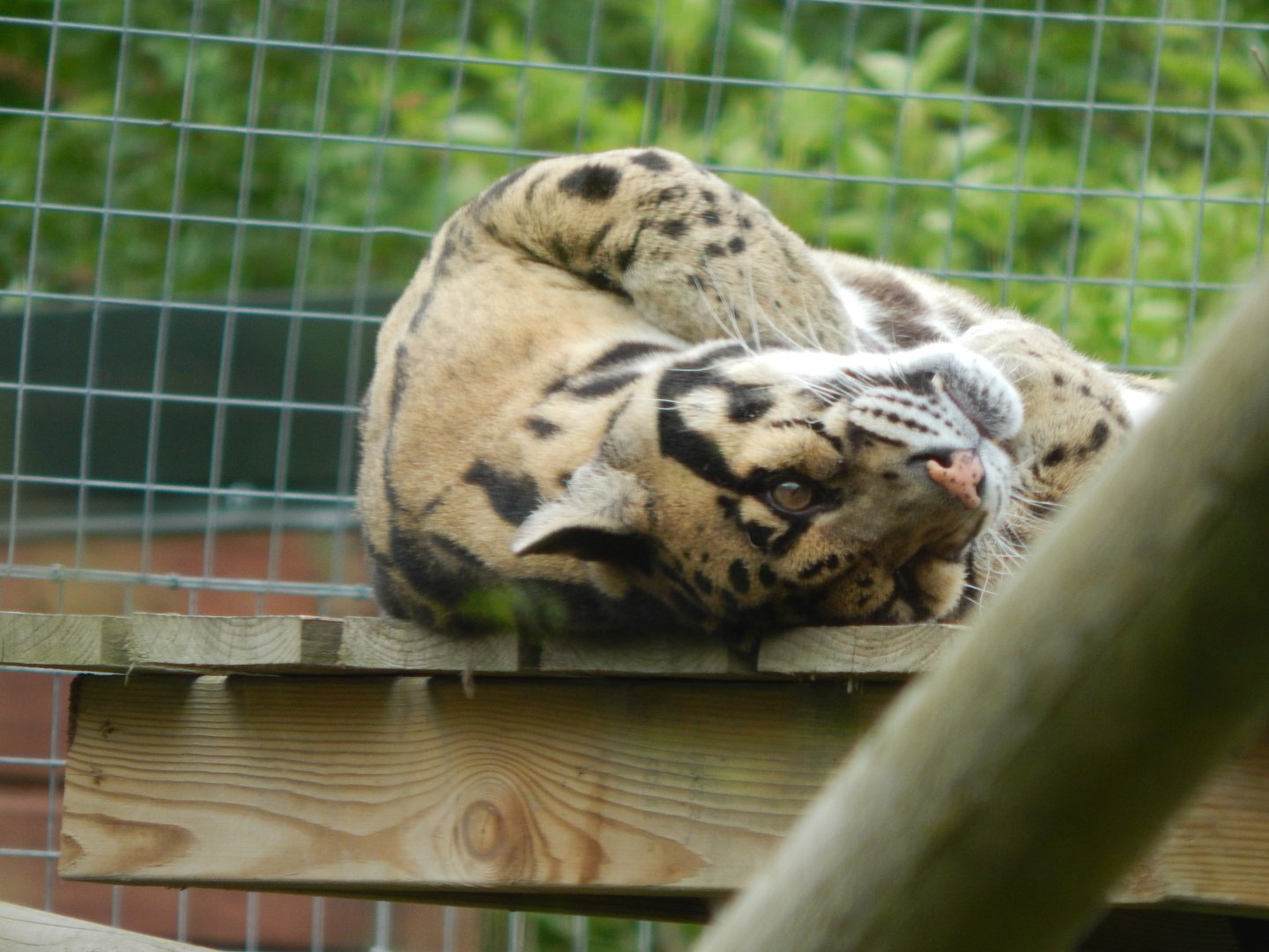 Indochinese clouded leopard 150522